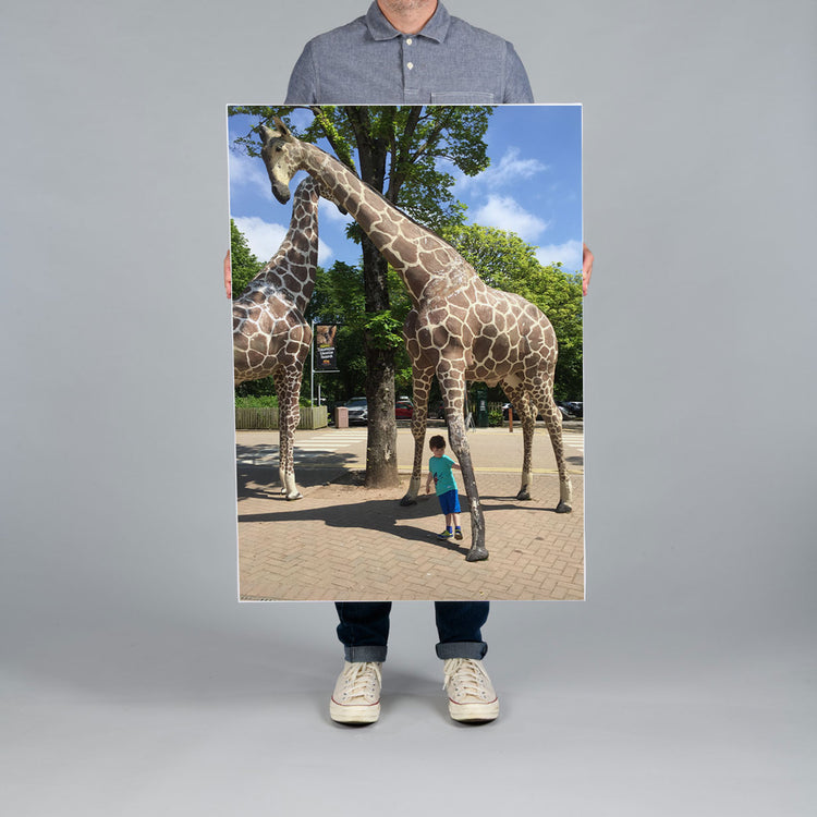 A man from The Canvas Works holds a large vertical 70x100cm photo on canvas print featuring a child standing under model giraffes at the entrance to Fota Island Zoo in Cork. 